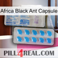 Africa Black Ant Capsule new15